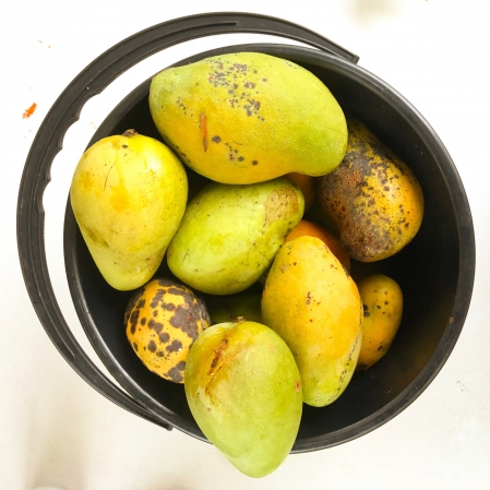 mangoes (1)